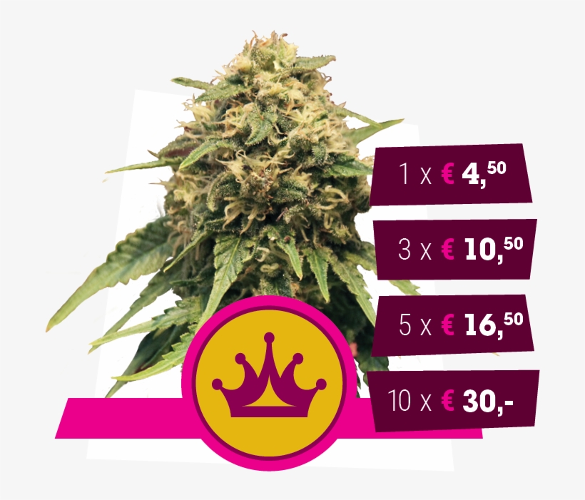 Power Bud X Skunk - Royal Queen Seeds Special Queen, transparent png