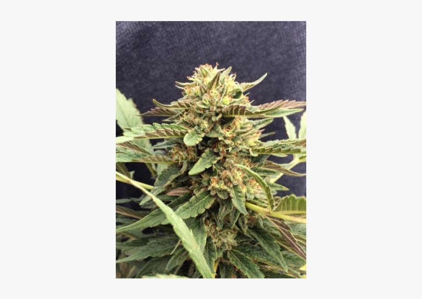Nicht Vorrätig - Cbd Therapy, transparent png