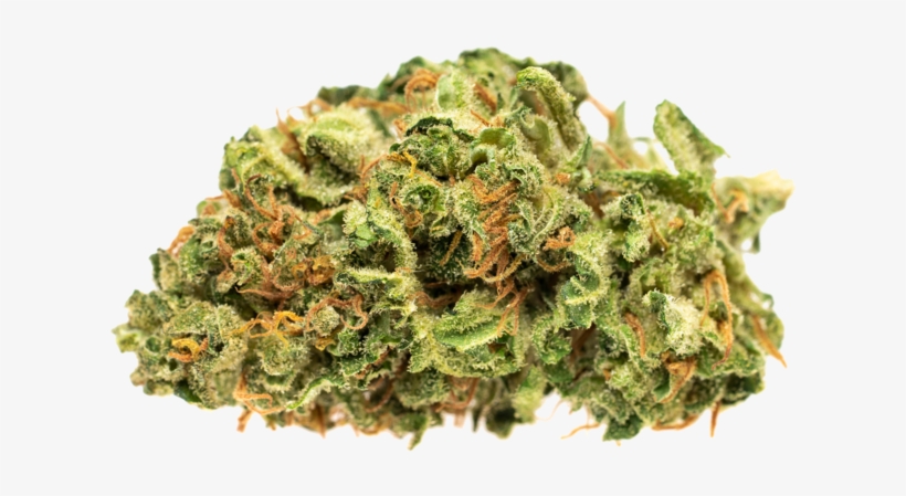 Bud, transparent png