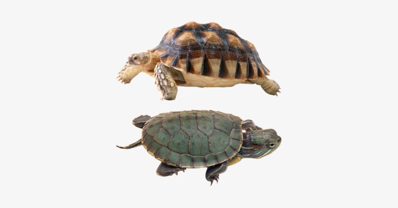 Reptiles Png - Kocome Aquarium Bridge House Decorations Fish Tank, transparent png