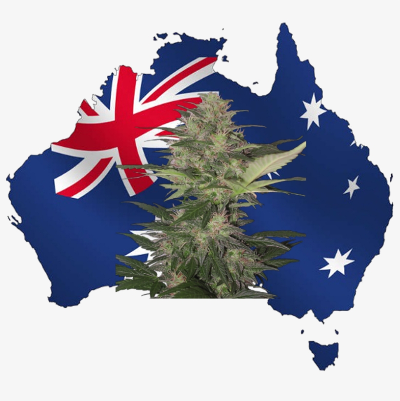 Australian Weed - Arnotts Tim Tam Double Coated Biscuit 200g., transparent png