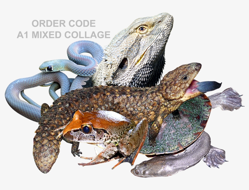 Description - Shira Avidor, transparent png