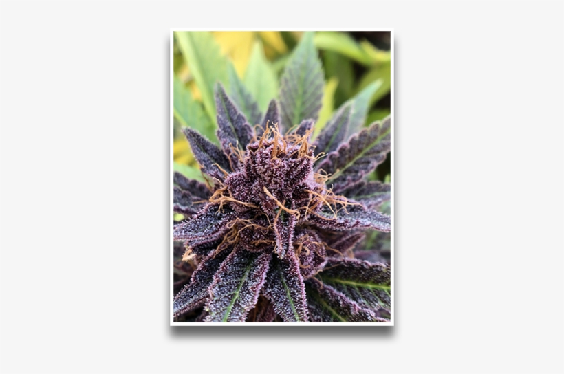 Denver Colorado - Rino Supply Company, transparent png