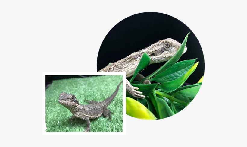 Reptiles - Gecko, transparent png