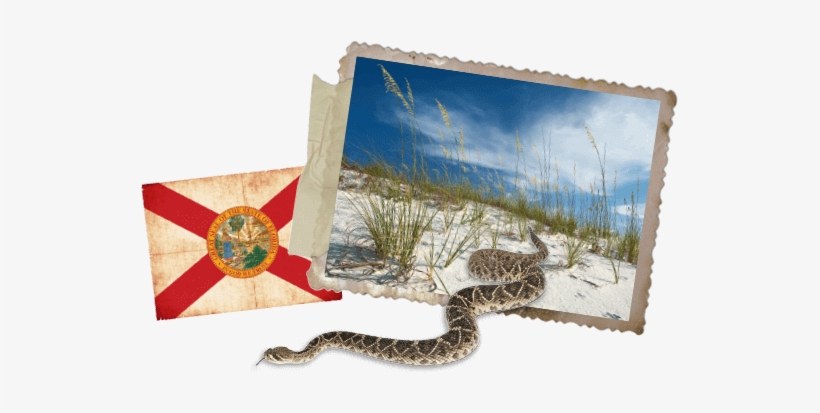 Florida State Flag, transparent png
