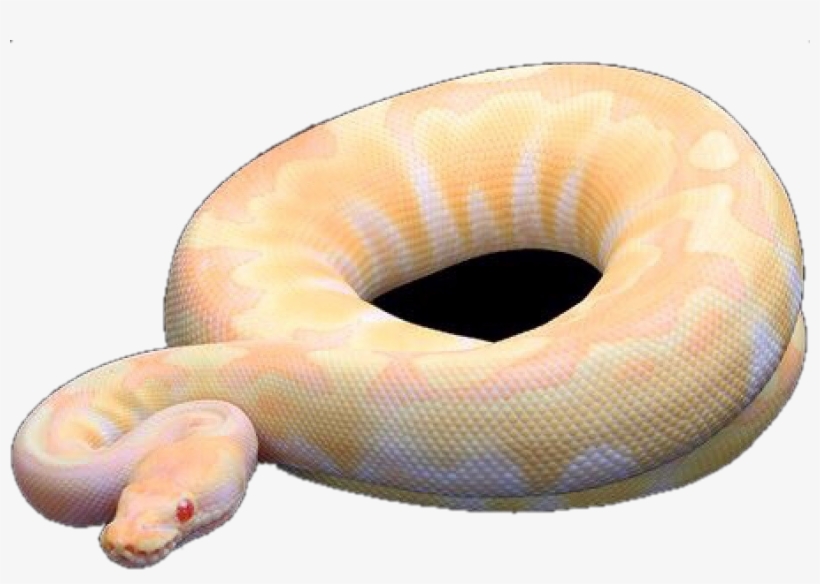 Exotic Reptiles For Your Home - - Reptile, transparent png
