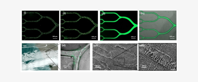 Figure S1, Patterning Particle, Protein And Hydrogel - Particle, transparent png