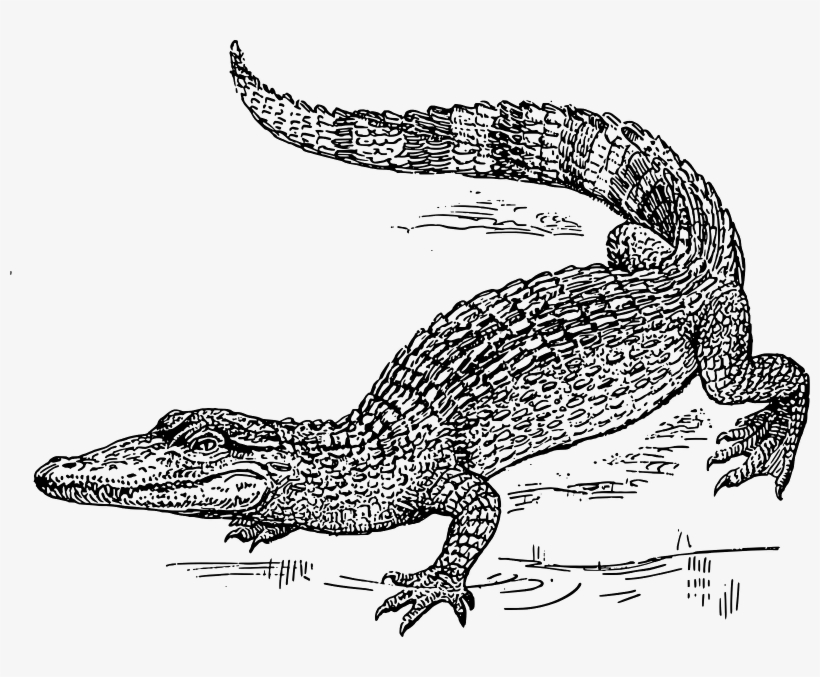 This Graphics Is Crocodile About Animals, Biology, - Crocodile Black And White Drawing, transparent png