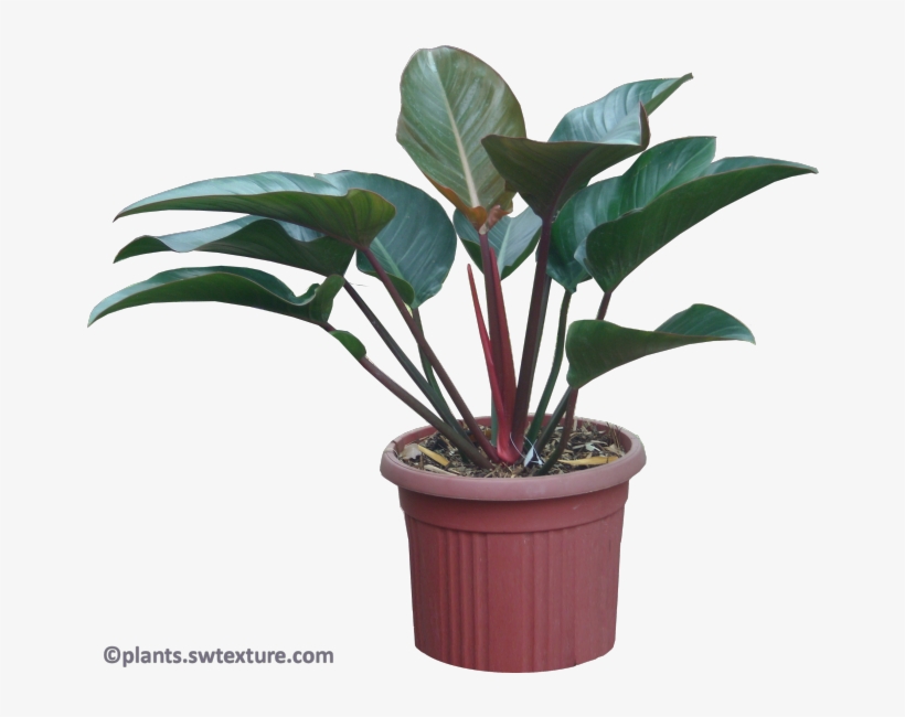 Philodendron 'red Congo' Image Resolution - Congo Philodendron Png, transparent png