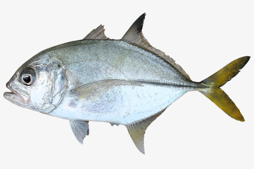 Peces Png - Food, transparent png