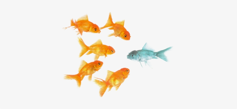 Peces - School Of Fish Png, transparent png