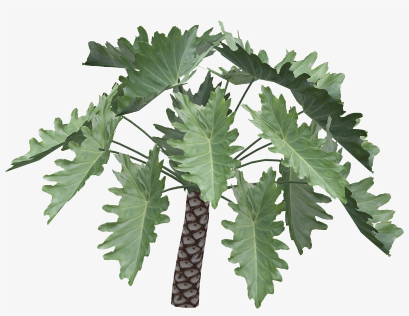 Philodendron Undulatum - Philodendron Undulatum Zt2, transparent png