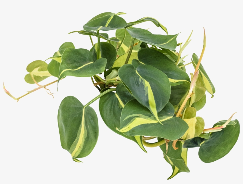 Philodendron 'brasil' - Brazil, transparent png