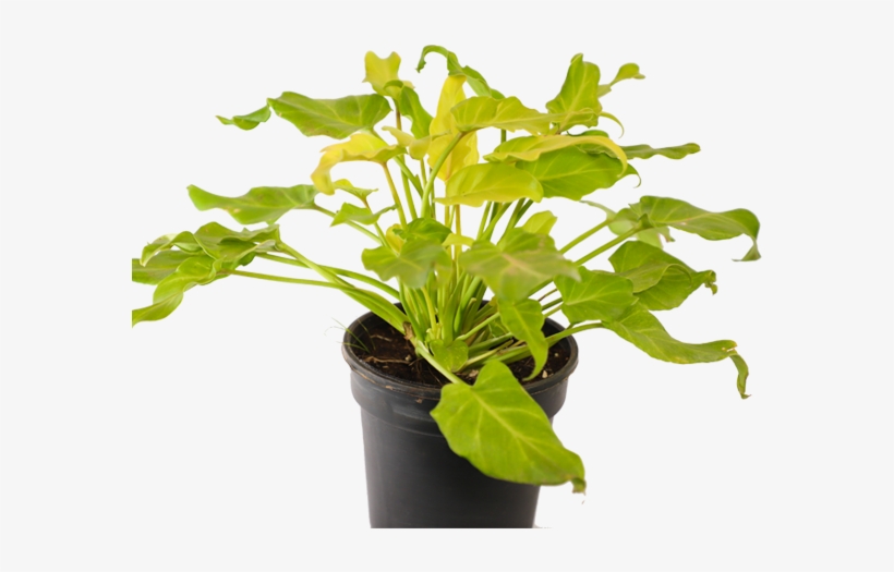 Philodendron Xanadu, transparent png