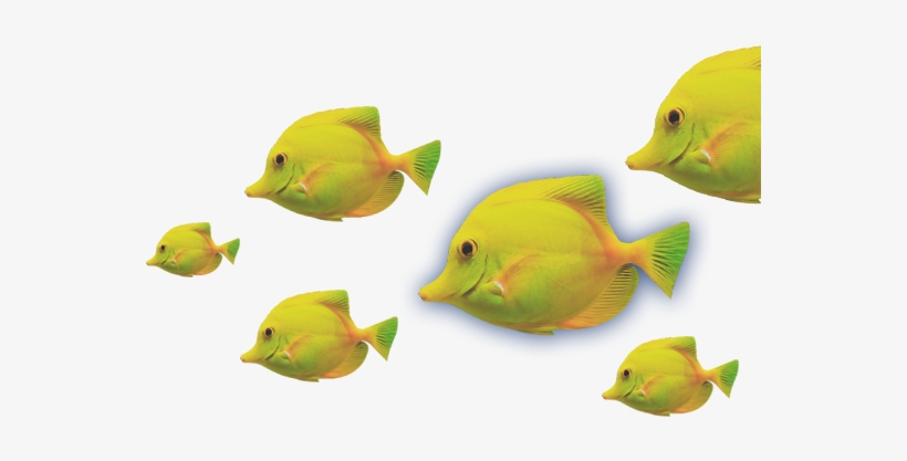 Peces - Peces De Coral Png, transparent png