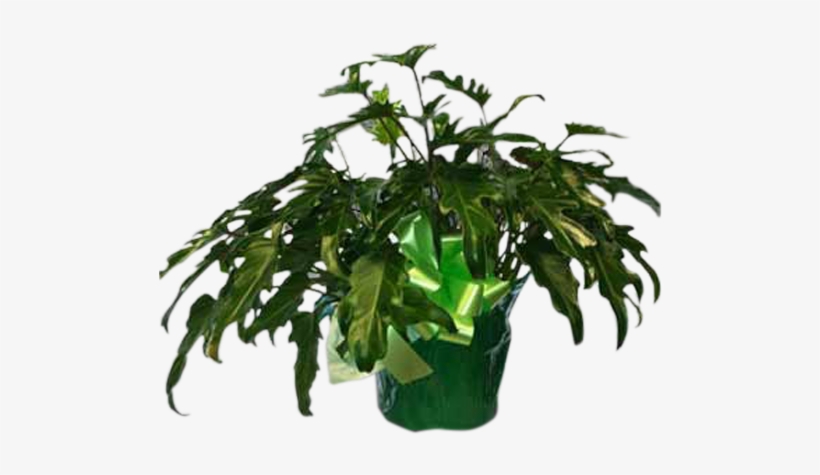 Fiddle-leaf Philodendron - Philodendron, transparent png
