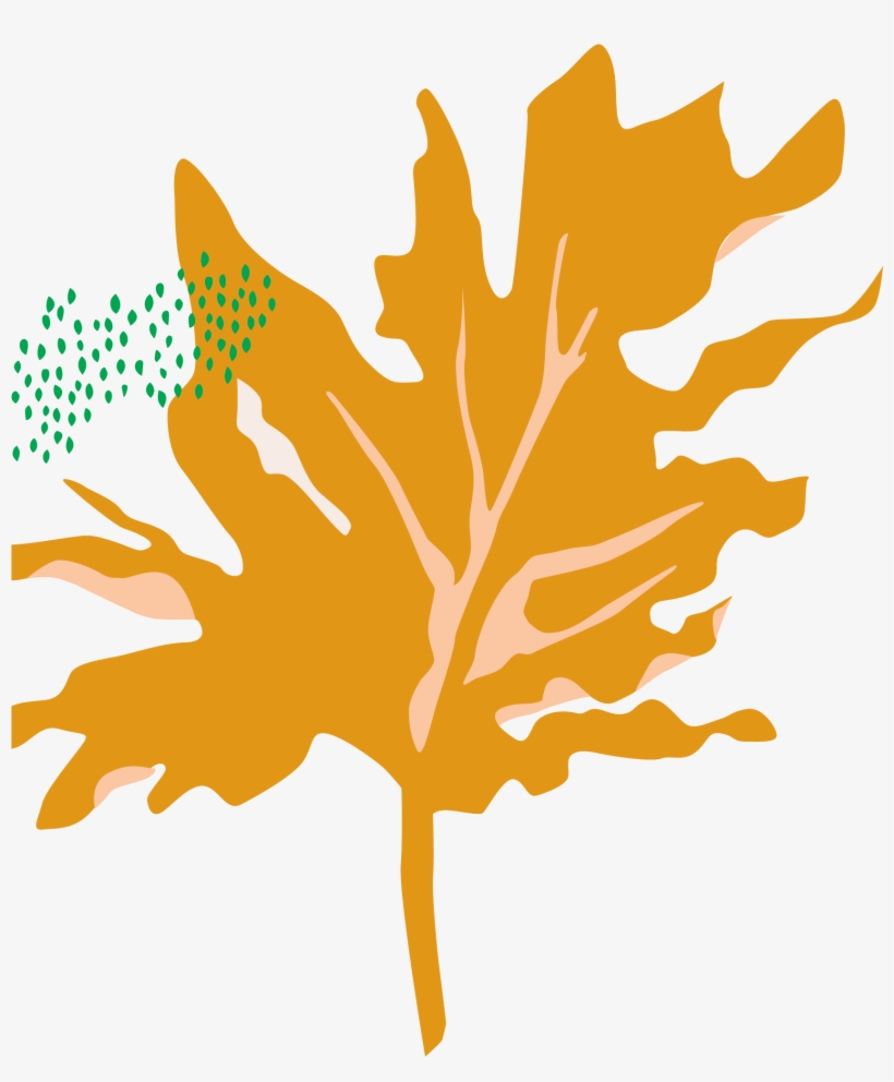 Bloomscape Philodendron Hope Selloum - Tree Philodendron, transparent png