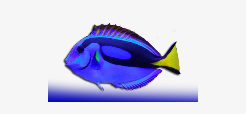 Peces Cirujano - Peces De Arrecife Png, transparent png