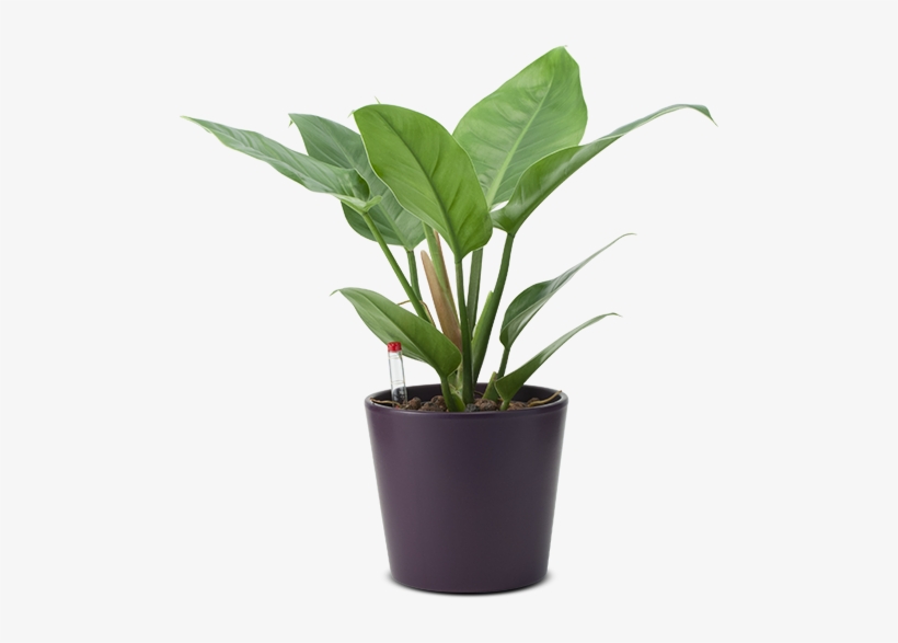 Philippine Evergreen, transparent png