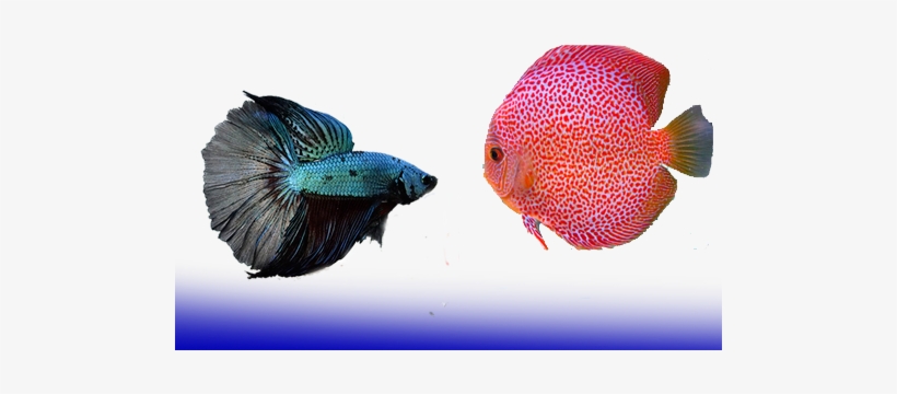 Peces Agua Dulce - Peces De Agua Fria Dulce, transparent png