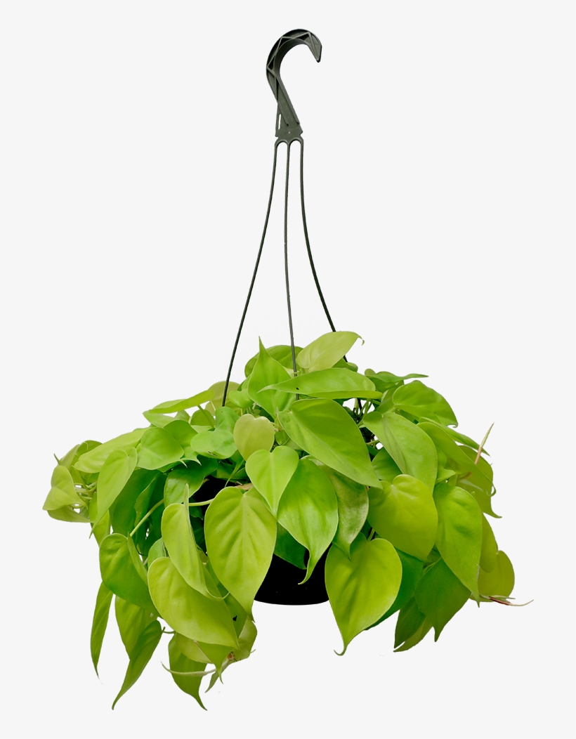 Philodendron Lemon Lime Hanging Basket - Lemon, transparent png