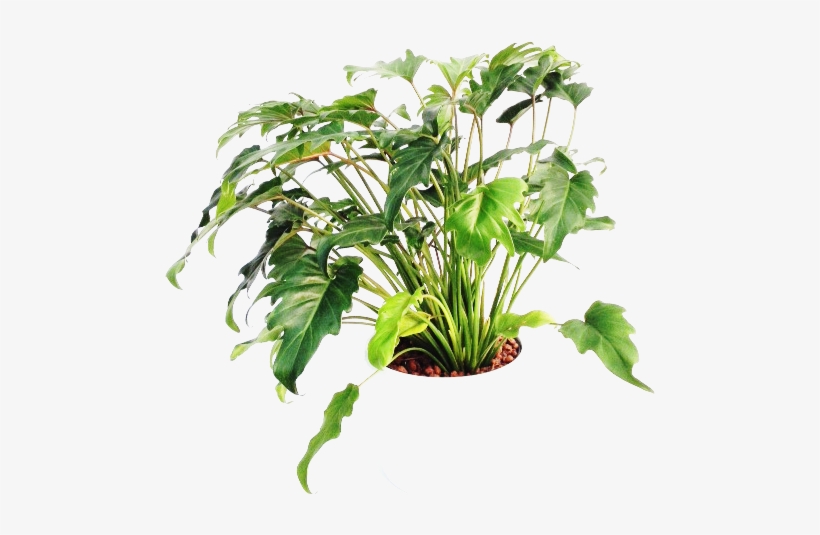 Philodendron Xanadou 22/19 H80 - Philodendron, transparent png