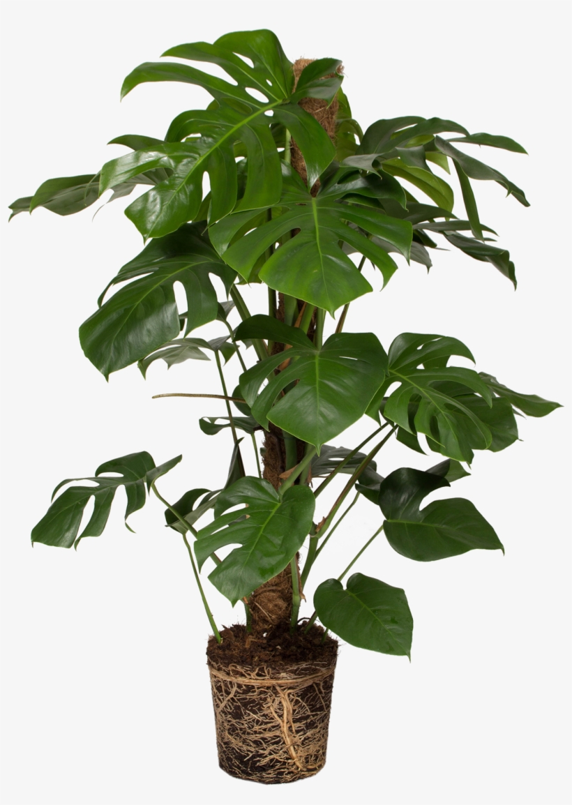 Monstera Deliciosa - Swiss Cheese Plant, transparent png