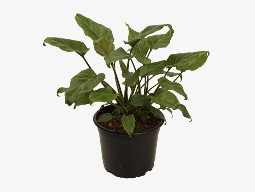 Philodendron Xanadu Sold Out - Philodendron Xanadu, transparent png