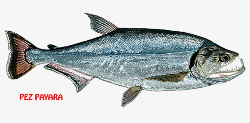 La Forma De Ataque Y La Apariencia Física Es Bastante - Pacific Sturgeon, transparent png