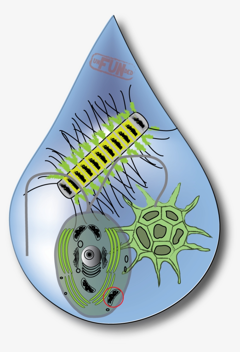 Water Drop Yikes - Illustration, transparent png