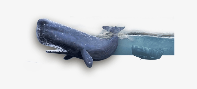 Kaikoura Web Header Whales - Coin Purse, transparent png