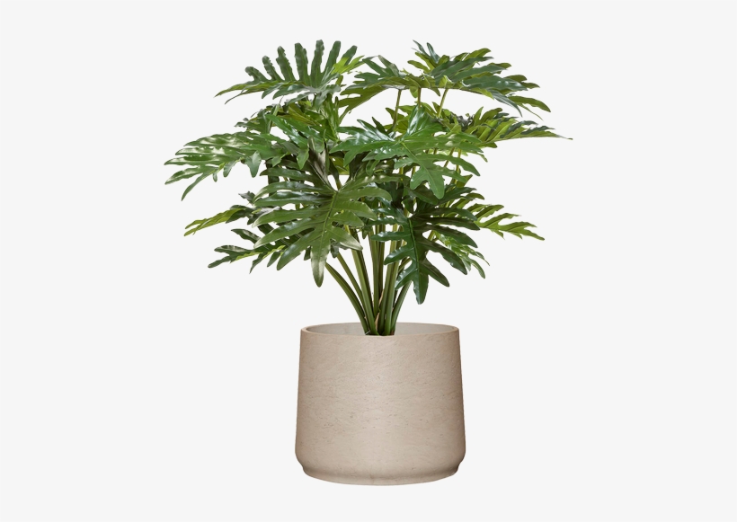 Philodendron In Licht Grijs Stenen Pot Totale Hoogte - Philodendron, transparent png