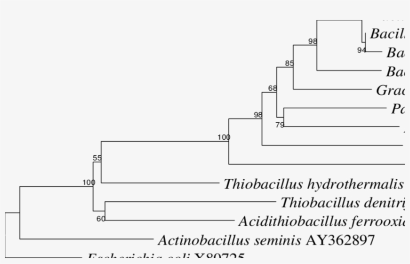 The Scale Bar Indicates Approximately 1% Sequence Difference - Diagram, transparent png