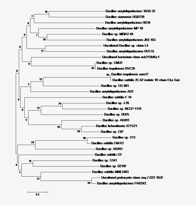Method - Neighbor Joining, transparent png