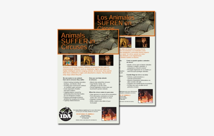 Flyer, transparent png