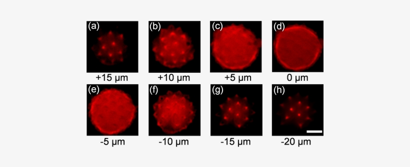 Cross-sectional Images Of A Pollen Grain At Eight Different - Wedding, transparent png