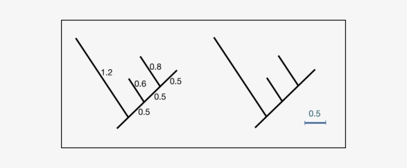 Branch Length Representations - Branch, transparent png