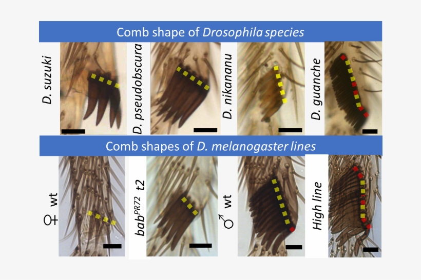 In Drosophila Comb And Bristle Row Shape - Gold, transparent png