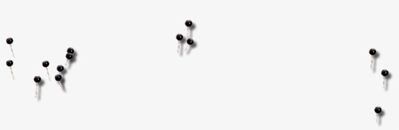 Bird, transparent png