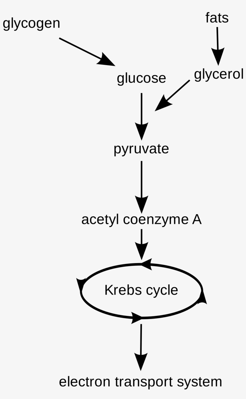 Open - Aerobic Respiration, transparent png