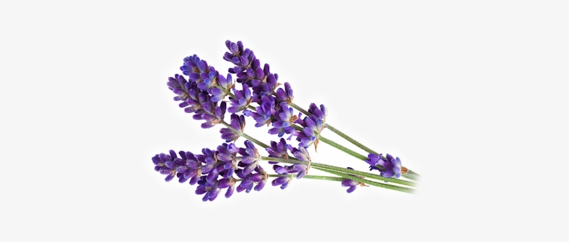 Lavender Essential Oil - Premium 100 Pure Usda Organic, transparent png