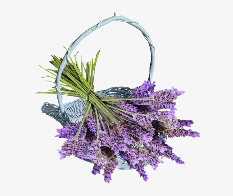 Herb 60 Lavender Lavandula Angustifolia Spica Blue, transparent png