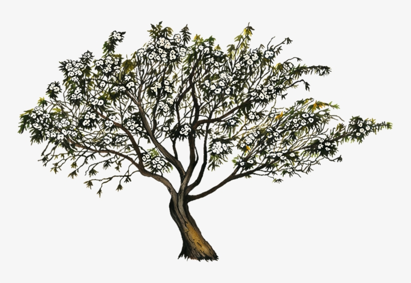 Ipomea Murucoides, transparent png