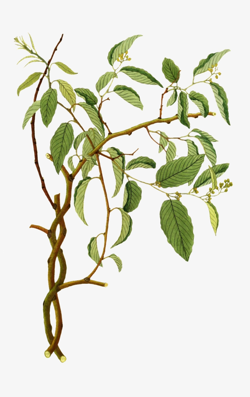 Un Realista De Png Vegetal Para El Transparente Pintado - Portable Network Graphics, transparent png