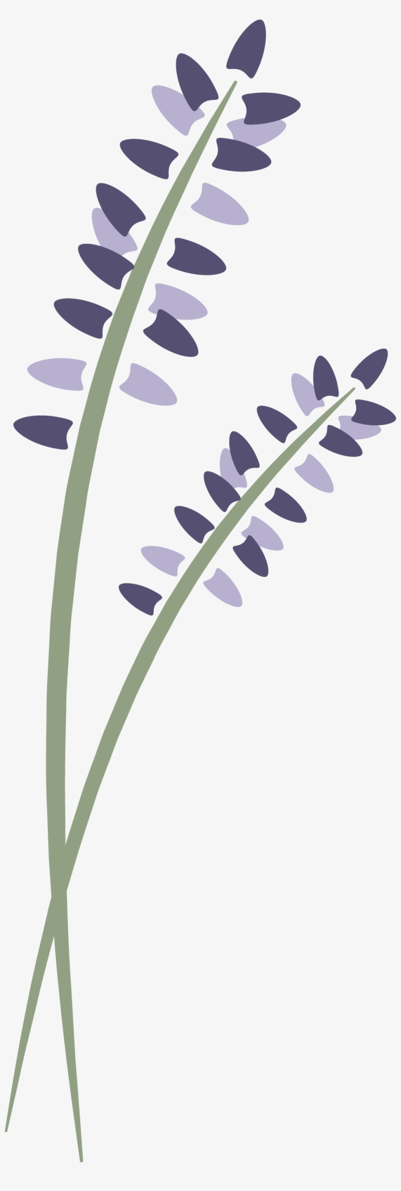 Lavenderlogovertical - Lavender Springs Spa Director Guide, transparent png