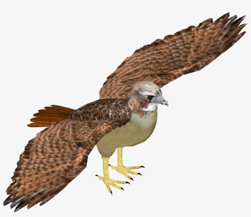 Red-tailed Hawk - American Kestrel, transparent png