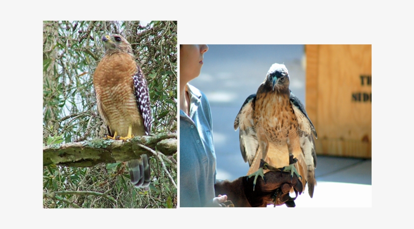 Hawks Notice The Lines On The Belly Of The Red Shouldered - Jackson County Public Library, transparent png