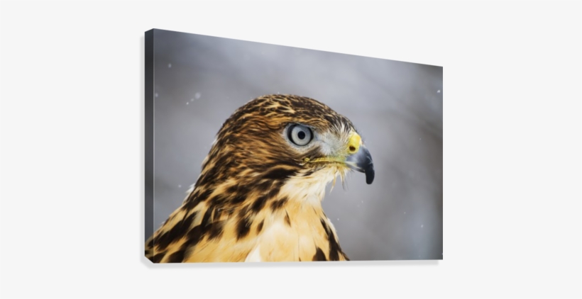 Red Tailed Hawk , Ecomuseum - Ecomuseum Zoo, transparent png