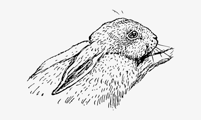 Original Png Clip Art File Rabbit Svg Images Downloading, transparent png