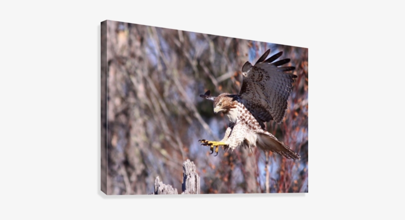 Red Tailed Hawk 4 Canvas Print - Red-tailed Hawk, transparent png
